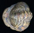 Bumpy, Enrolled Barrandeops (Phacops) Trilobite #11283-2